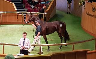 The Fastnet Rock filly Mongolian beauty (Lot 371) has set a new top price at the 2018 Sale.